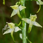 Lesser butterfly orchid (Platanthera bifolia)