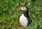 Puffin