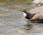 Dippers portfolio