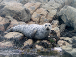 Common Seal Vackasay
