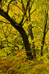 Tree - 7635