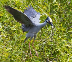 Yellow Crowned Night Heron _0024