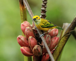 Silver-throated Tanager portfolio
