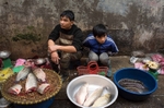 Hanoi - fish street