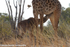 A giraffe feeding her calf