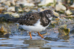 Turnstone wading in the lagoon on Brownsea Island