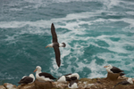 Black-browed Albatross