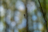 Spider in Dereen Woods in County Roscommon in Ireland