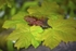 Spring Leaf 2