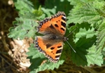 Small Tortoiseshell