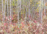 Bruce Peninsula-October Trees