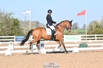 Cls 22 BD Young Horse Prelim 5 YO portfolio