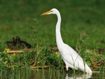 Great White Egret portfolio
