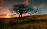 Tree at Sunset