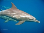 IMG_5948 Mayotte