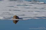Bearded seal on ice