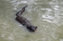 Otter
