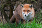 Cadno_MG_7206