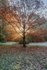 Autumn Sunburst