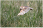 Barn Owl with Field Vole 