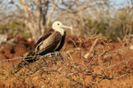 Magnificent Frigatebird (juvenile), North Seymour, Galapagos