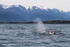 NZ027: Sperm whale blow
