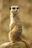 Meerkats
