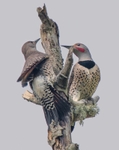 Northern Flicker male and female
