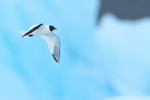Sabine's Gull flying, blue ice, Jokulsarlon, Iceland