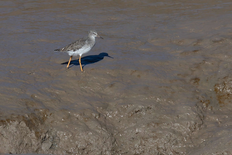Common Redshank - Dee Estuary - North Wales