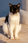 Cat domestic-2676