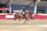 Class 103 - HOYS Veteran Qualifier - Ridden Pre Vet portfolio