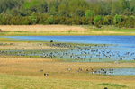 Matsalu National Park, Estonia