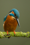 Kingfisher
