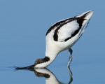 Avocet drinking in the lagoon at Brownsea Island