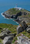 Sea Thrift above South Stack, Ynys Mon (Anglesey)