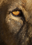 Male lions eye