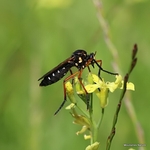 Molobratia teutonus (Asilidae)
