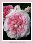 Rosa 'Mme Knorr' 4