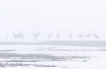 CRANES-IN-A-ROW