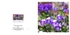 001 Pansies