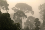 Lungs of the world...