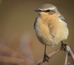 WHEATEAR 2025 AA