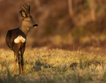 ROE DEER 3