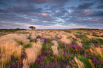 z2103 Wind Blown, Heather Ventnor Down