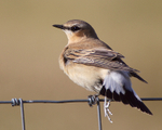 Wheatear (female) with damaged leg