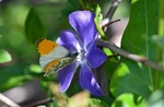 Orange Tip