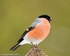 Bullfinch-3857