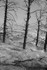 "Sulfur Trees"