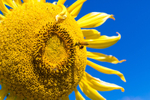 Sunflower Bee 17